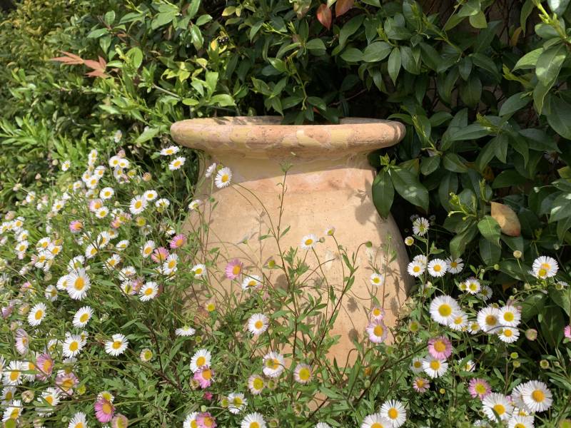 Notre sélection de végétaux à Vence et Villeneuve-Loubet