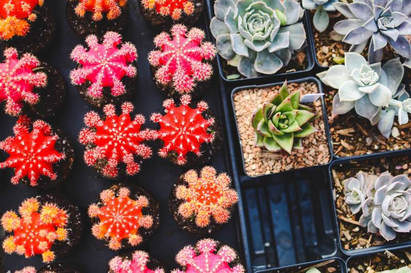 Embellissez votre jardin avec des plantes colorées du sud méditerranéen
