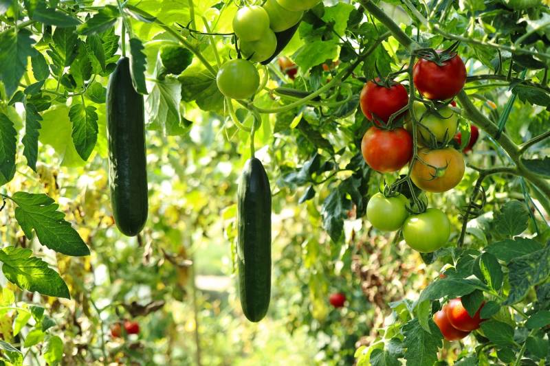 Préparer et aménager son potager d’été sur-mesure à Vence