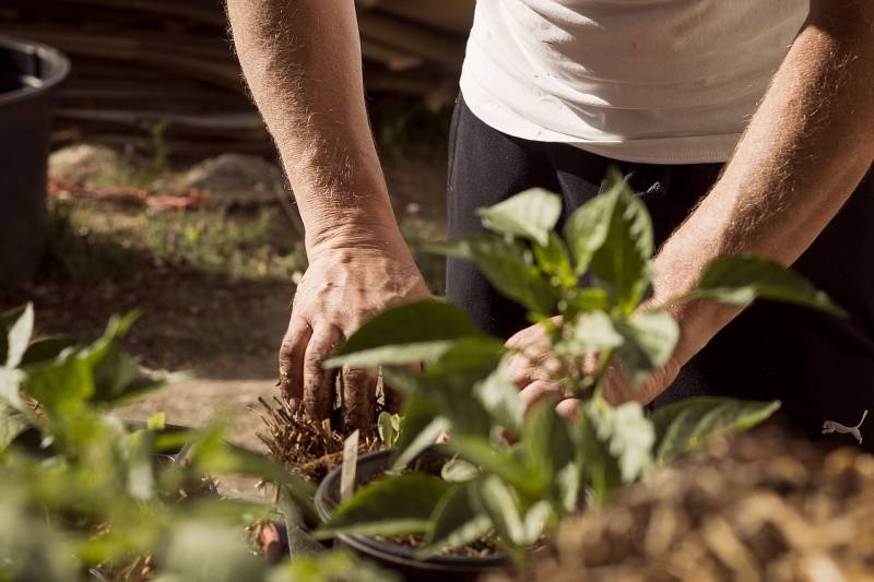 Préparez votre jardin pour un été éblouissant