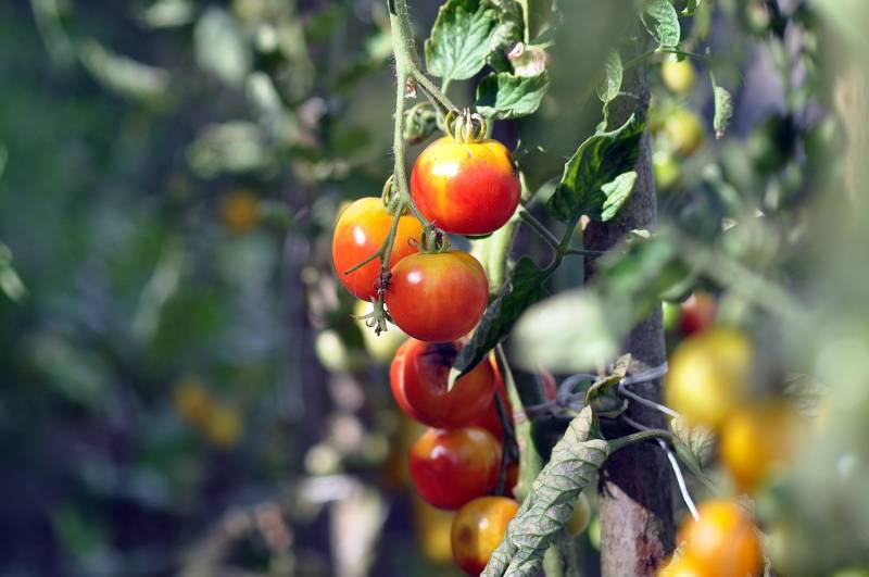 Préparer et aménager son potager d’été sur-mesure à Vence