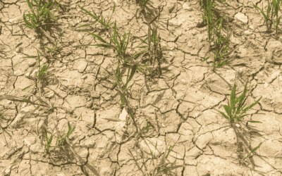3 conseils pour lutter contre la sécheresse au jardin