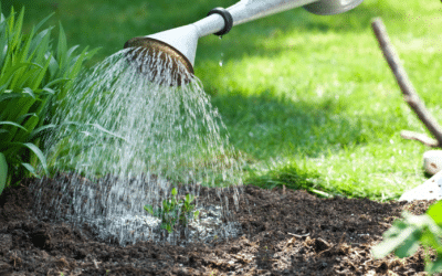 Économiser l’eau au jardin